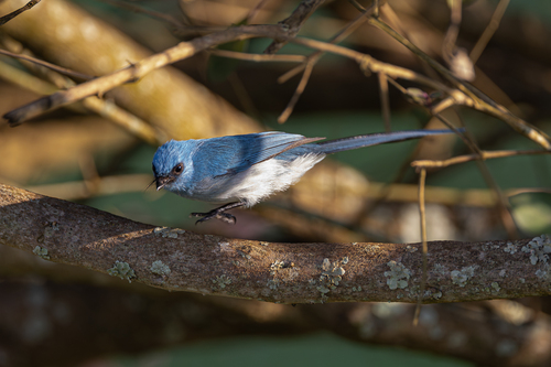 African Blue Flycatcher (Elminia longicauda), photo 10