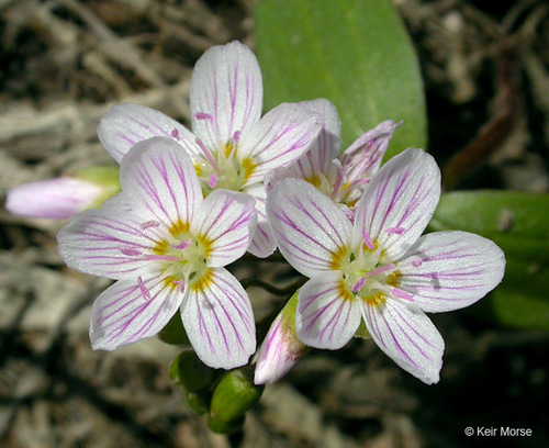 Lanceleaf Springbeauty