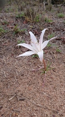 Crinum walteri