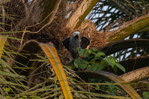 Parrot