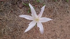 Crinum walteri