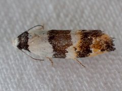 Euphiltra eroticella