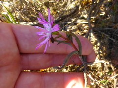 Lampranthus spiniformis