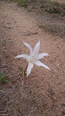 Crinum walteri
