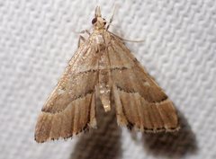Diplopseustis prophetica