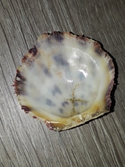 Spondylus nicobaricus