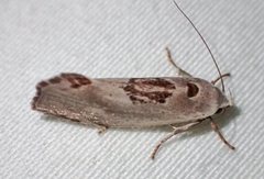 Tymbophora peltastis