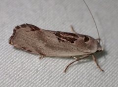 Tymbophora peltastis
