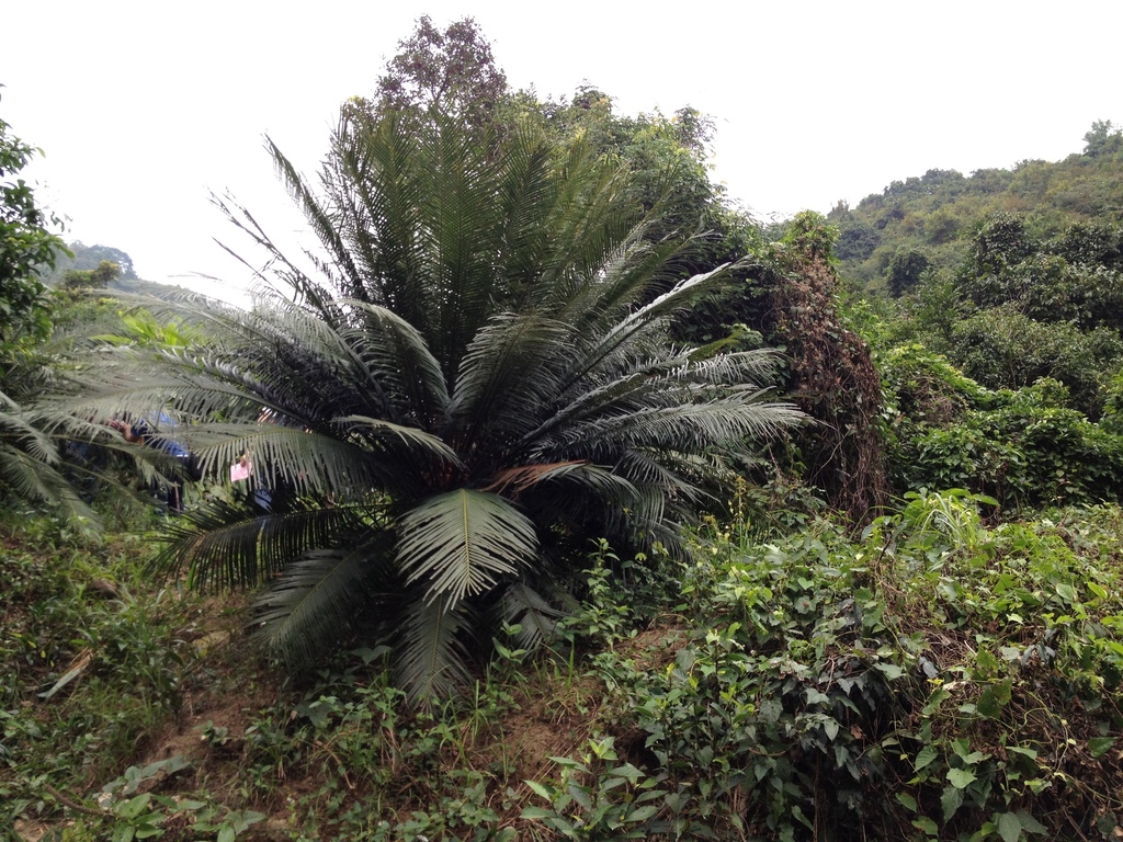 Cycas szechuanensis