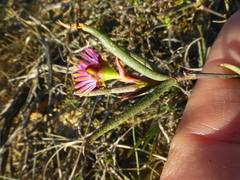 Lampranthus spiniformis