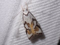 Cosmaresta anarrecta