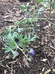 Lupinus polycarpus