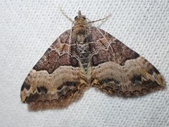 Chrysolarentia lucidulata