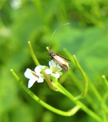 Cauchas rufimitrella