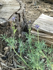 Lupinus polycarpus