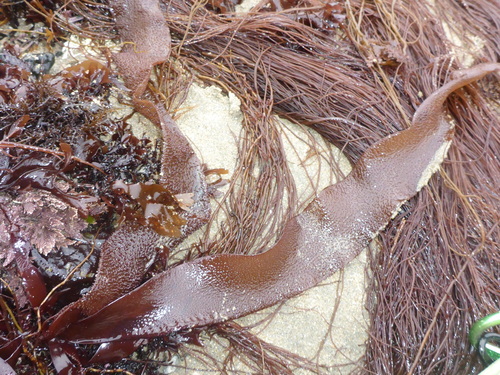 Chondracanthus harveyanus observed 2016-06-07