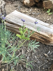 Lupinus polycarpus
