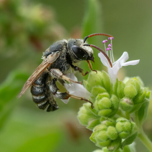 Representative image of Pseudapis bispinosa
