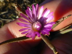 Lampranthus spiniformis