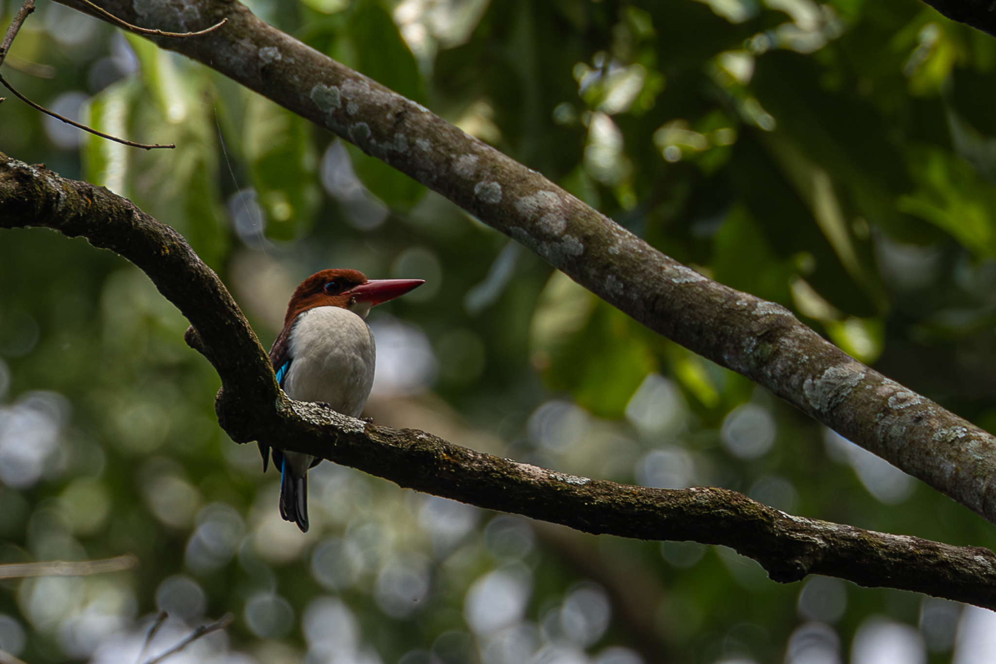 Chocolate-backed Kingfisher (Halcyon badia), photo 8