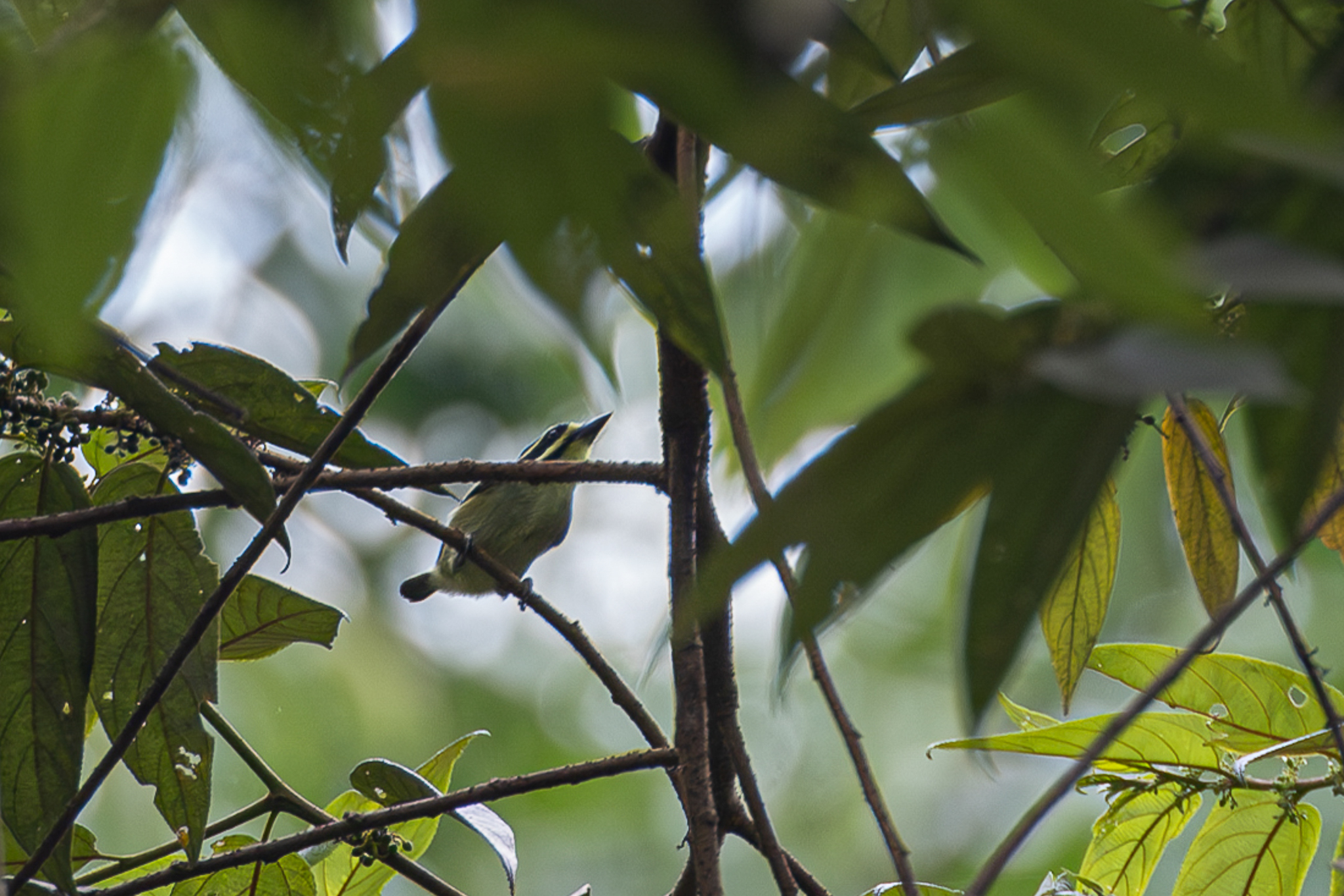 Yellow-throated Tinkerbird (Pogoniulus subsulphureus), photo 2