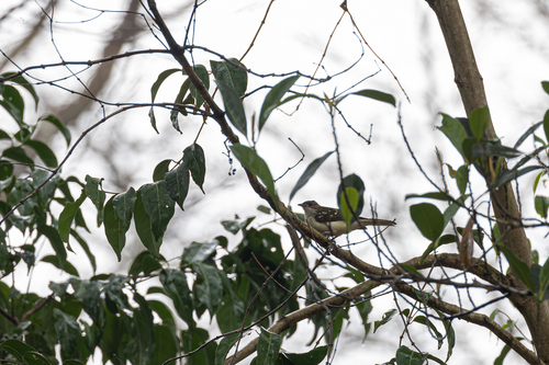 Spotted Greenbul (Ixonotus guttatus), photo 4