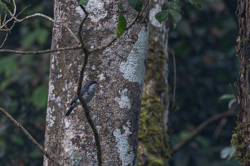 Fraser's Forest Flycatcher (Fraseria ocreata), photo 8