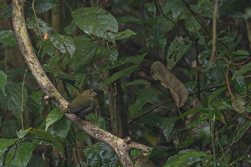 Green Twinspot (Mandingoa nitidula), photo 5