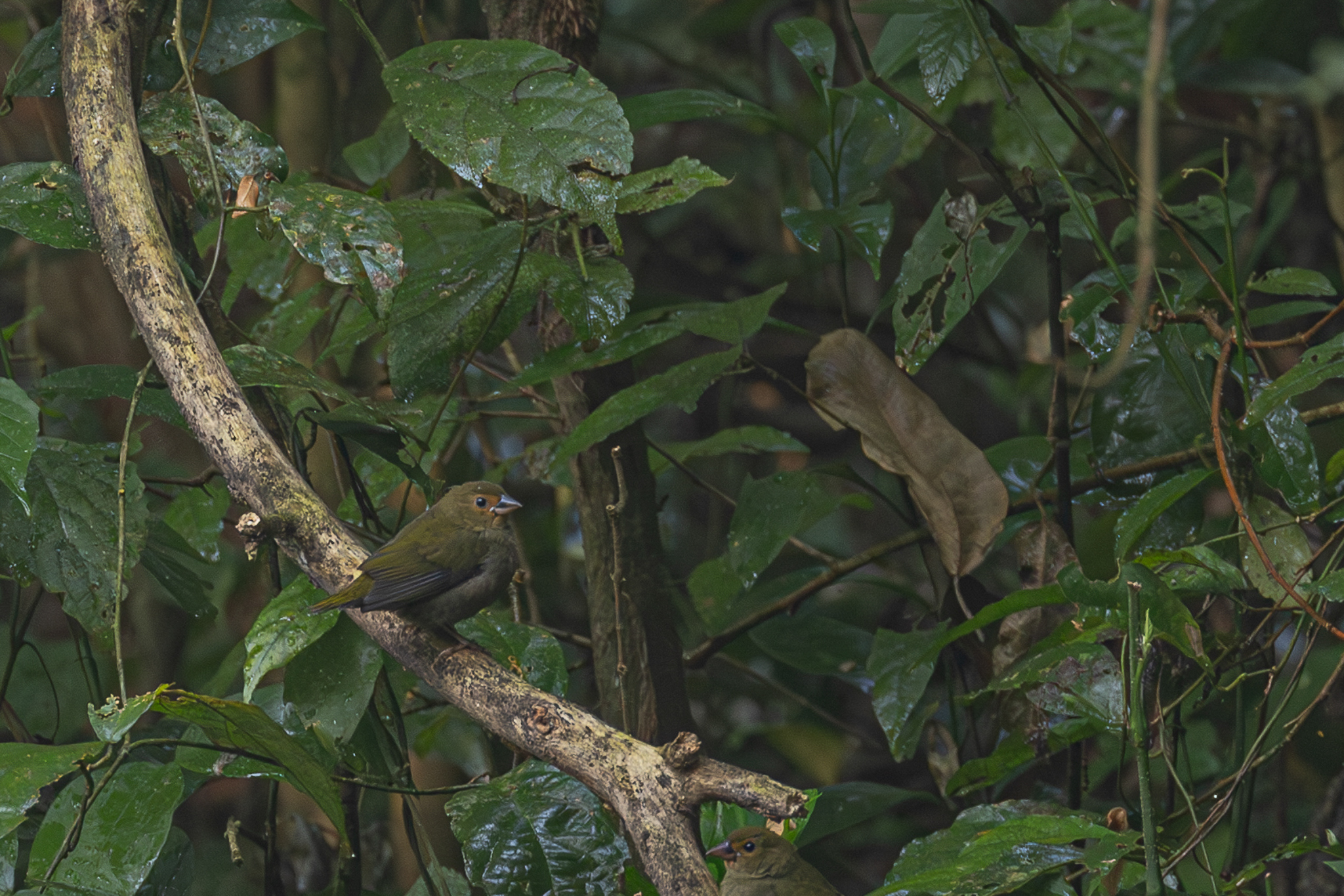 Green Twinspot (Mandingoa nitidula), photo 5
