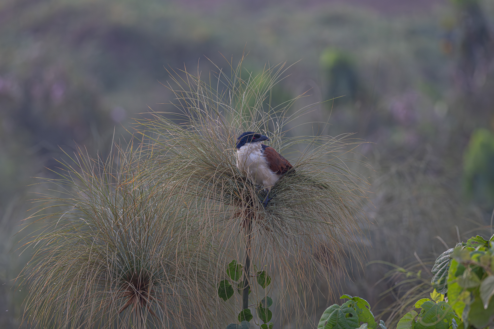 Blue-headed Coucal (Centropus monachus), photo 10