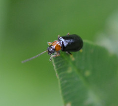 Luperus flavipes