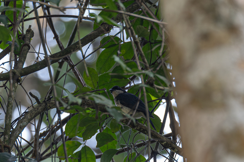 Fraser's Forest Flycatcher (Fraseria ocreata), photo 7
