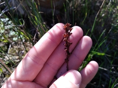 Bulbinella divaginata