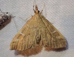 Udea hyalistis