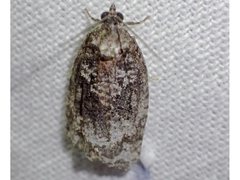 Thrincophora signigerana