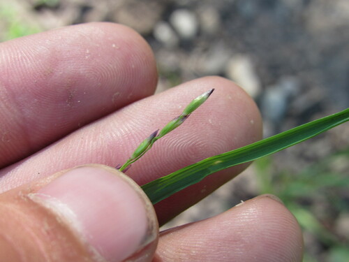 Image of Melica spectabilis by (c) Anders Hastings, some rights reserved (CC BY)