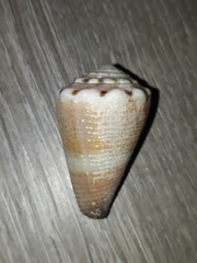 Conus biliosus