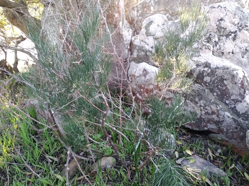 Image of Asparagus retrofractus by (c) De Waal Hugo, some rights reserved (CC BY)