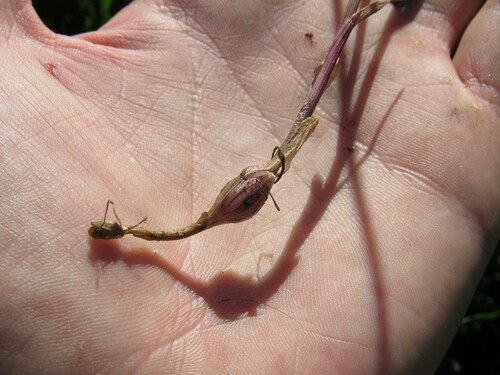 Image of Melica spectabilis by (c) Anders Hastings, some rights reserved (CC BY)