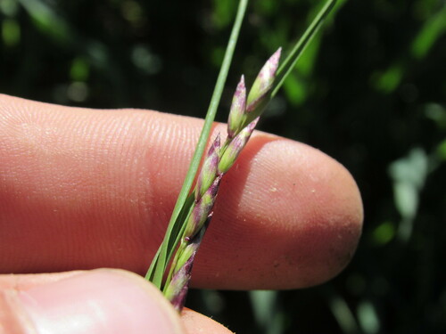 Image of Purple Onion Grass (Melica spectabilis) by (c) Anders Hastings, some rights reserved (CC BY)