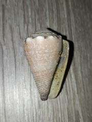 Conus biliosus