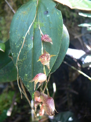 Pleurothallis bicruris
