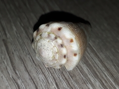Conus biliosus