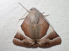 Niceteria macrocosma