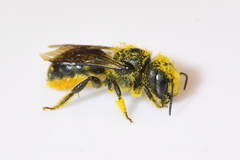 Osmia georgica