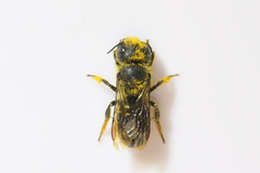 Osmia georgica