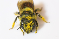 Osmia georgica