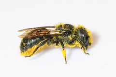Osmia georgica