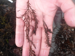 Odonthalia floccosa