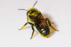 Osmia georgica